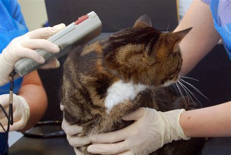 cat microchip scan canada